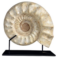 Ammonite Fossil on a custom stand