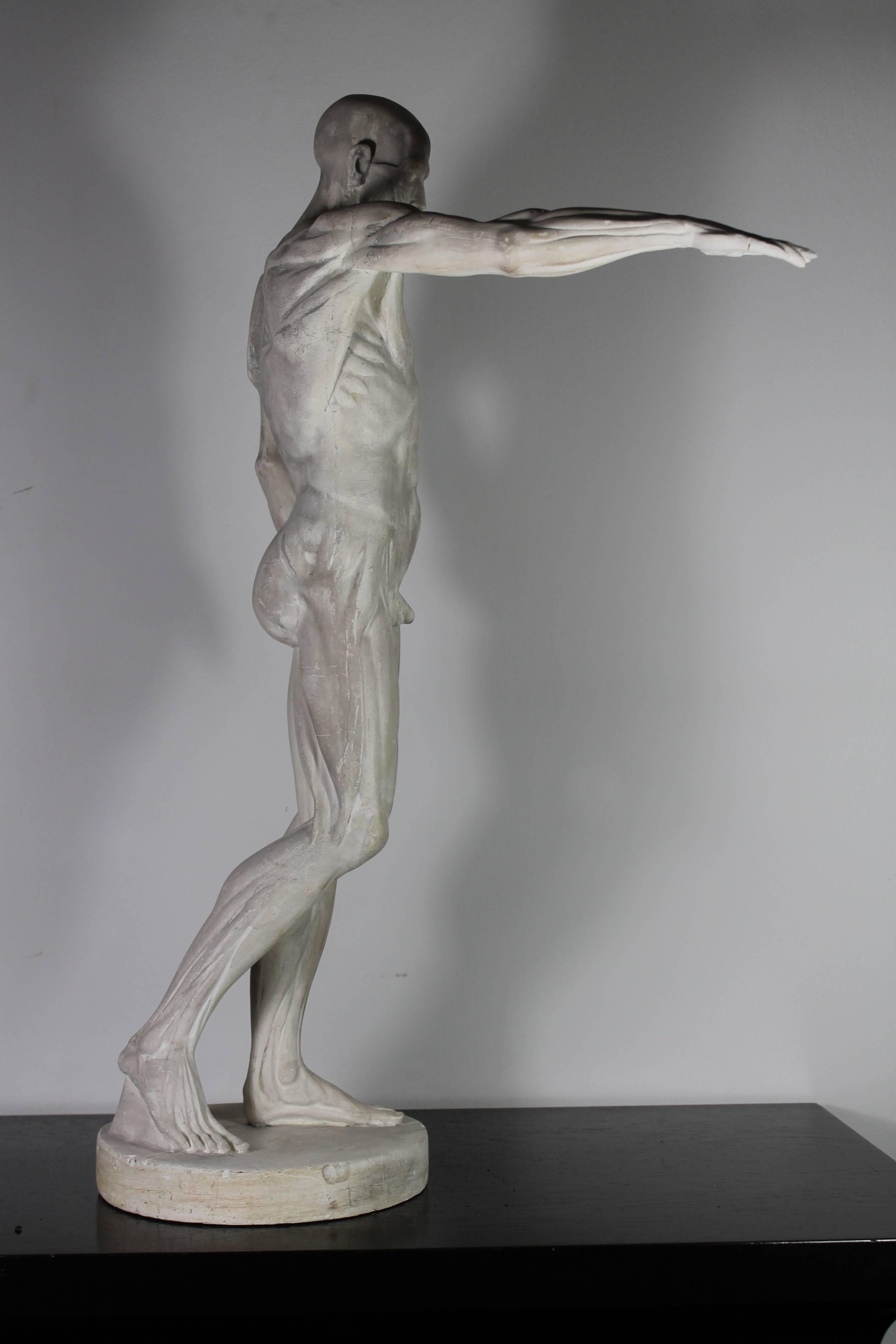 Italian Ecorche in Stucco from the 1950s  For Sale