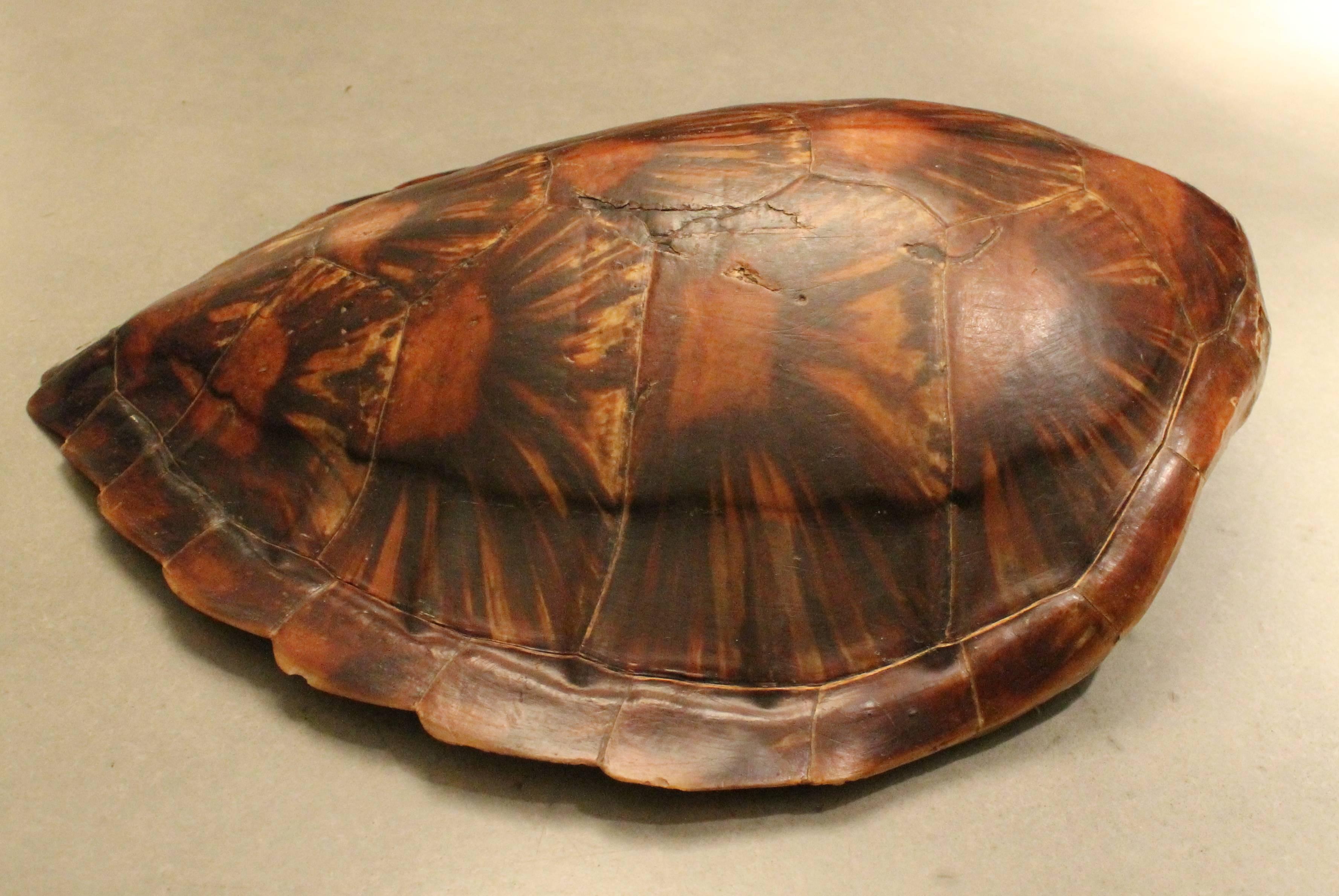 Shield of a Sea Turtle, Indonesia, ca. 1930