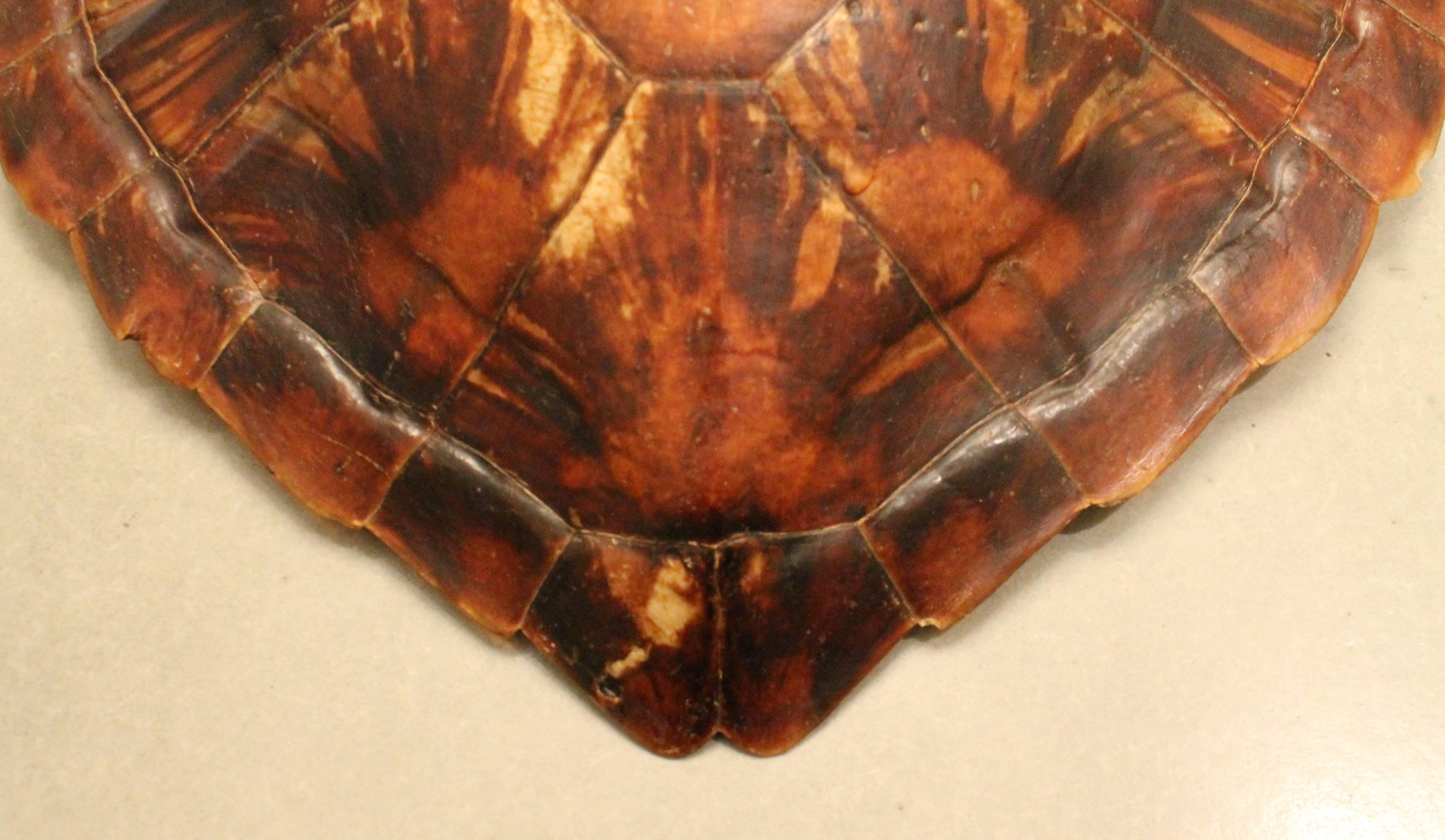 Indonesian Shield of a Sea Turtle, circa 1930