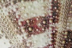 Sepia Shell by Ben Wood