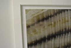 Sepia Shell by Ben Wood