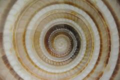 Sepia Shell Photograph by Ben Wood