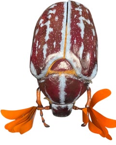 Ein großes anatomisches Modell eines Maikäfers (Melolontha vulgaris)