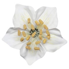 Ein deutsches botanisches Lehrmodell einer Blüte aus der Familie der Rosengewächse (Rosaceae)