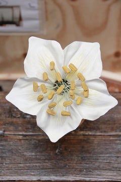 Ein deutsches botanisches Lehrmodell einer Blüte aus der Familie der Rosengewächse (Rosaceae)
