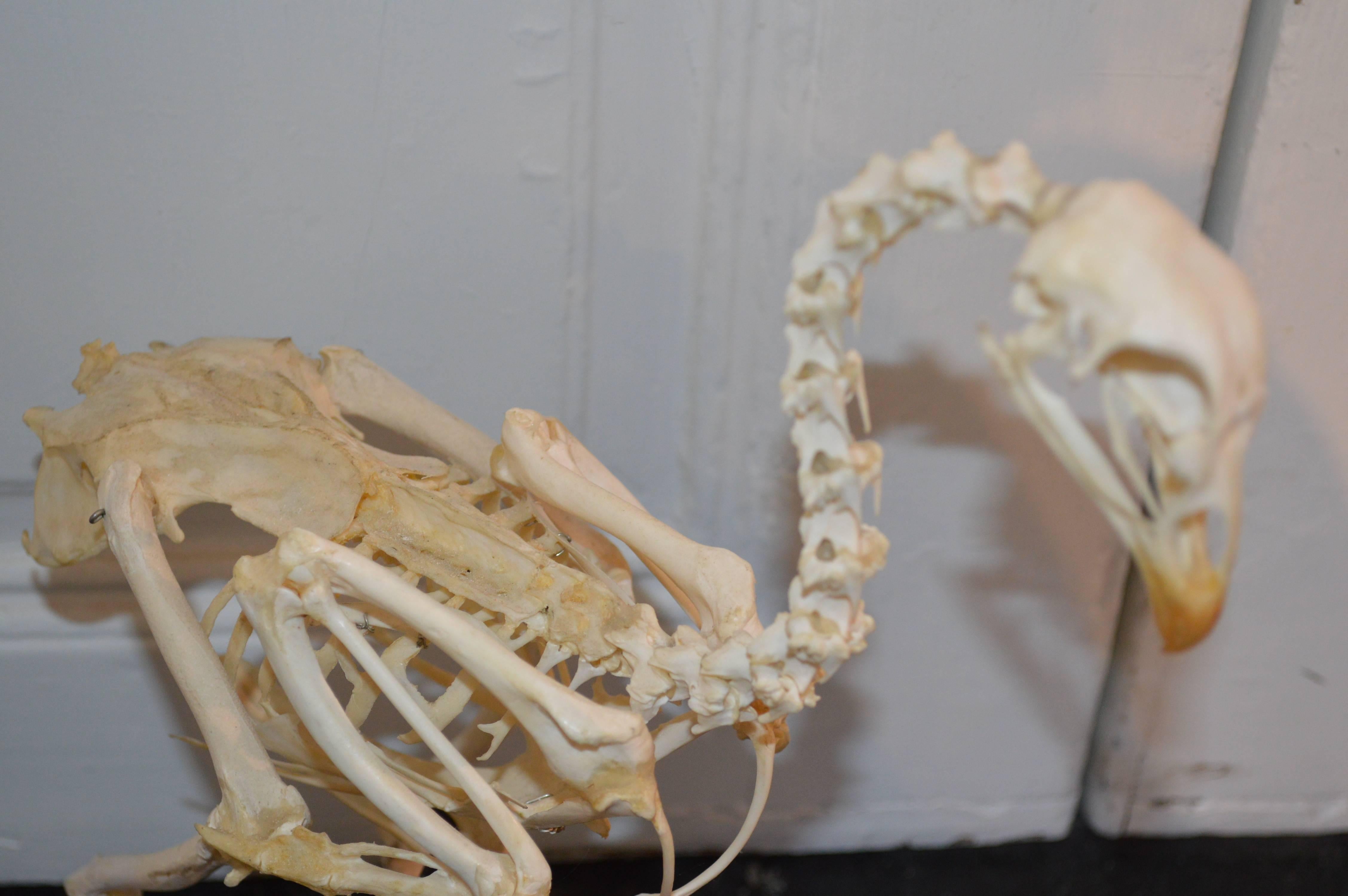 pheasant skeleton
