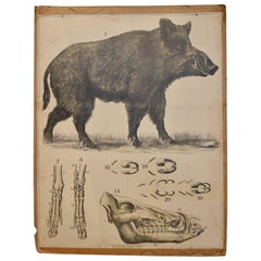 Early 20th Century Boar School Chart
