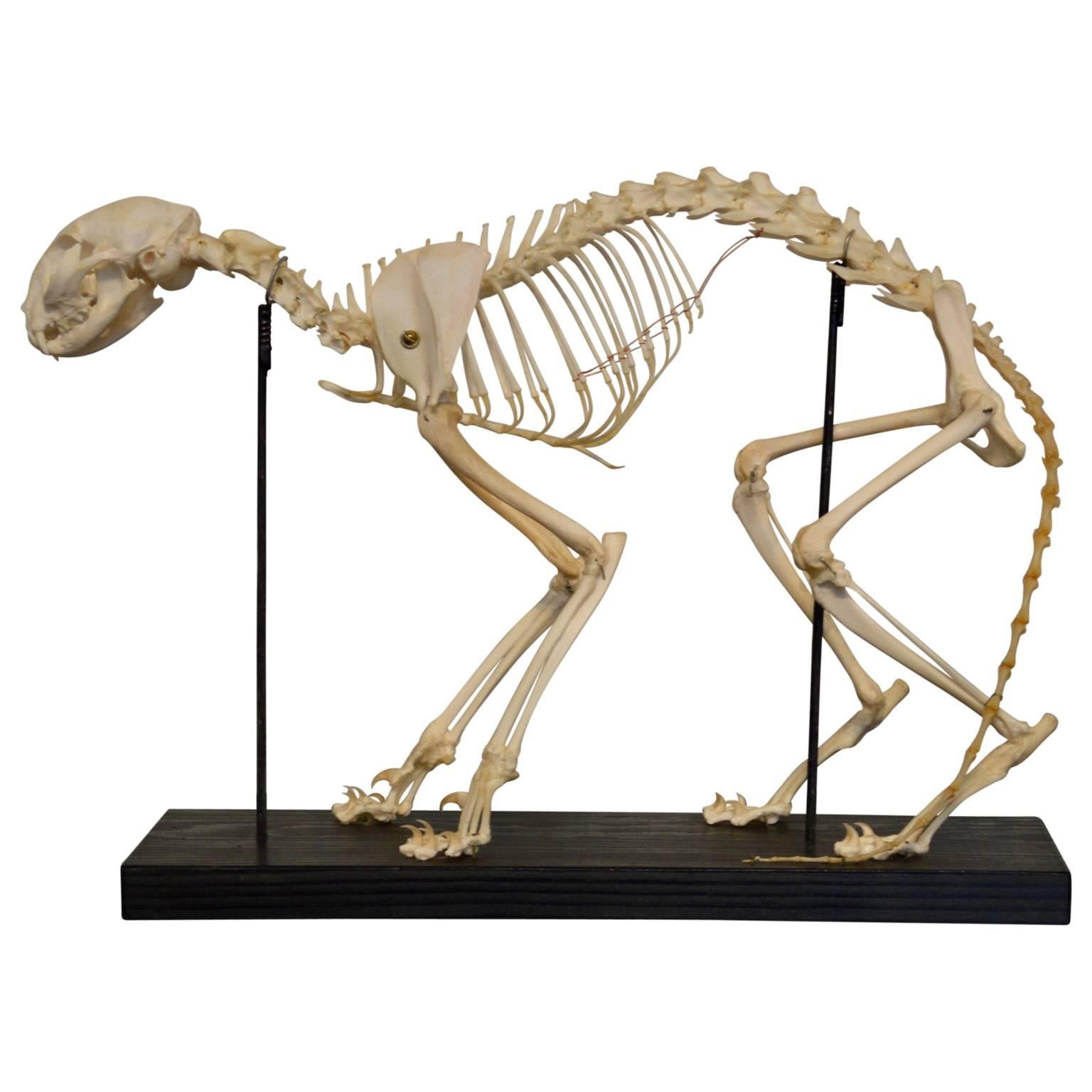 Early 20th Century Cat Skeleton