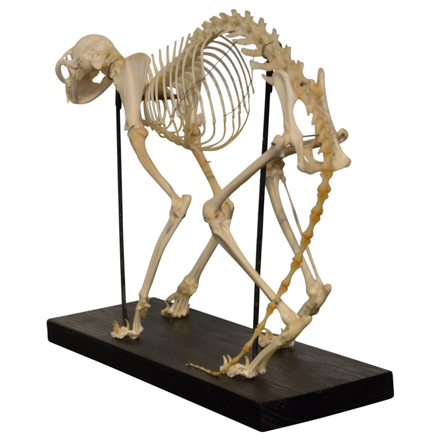 real cat skeleton