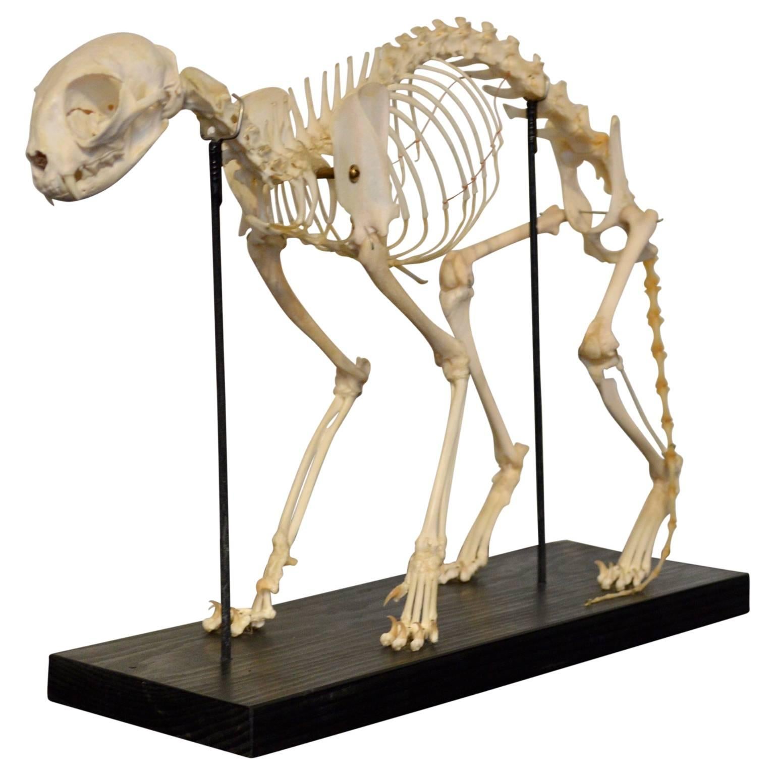 An anatomical cat skeleton used for education. Mounted on a wooden plate.