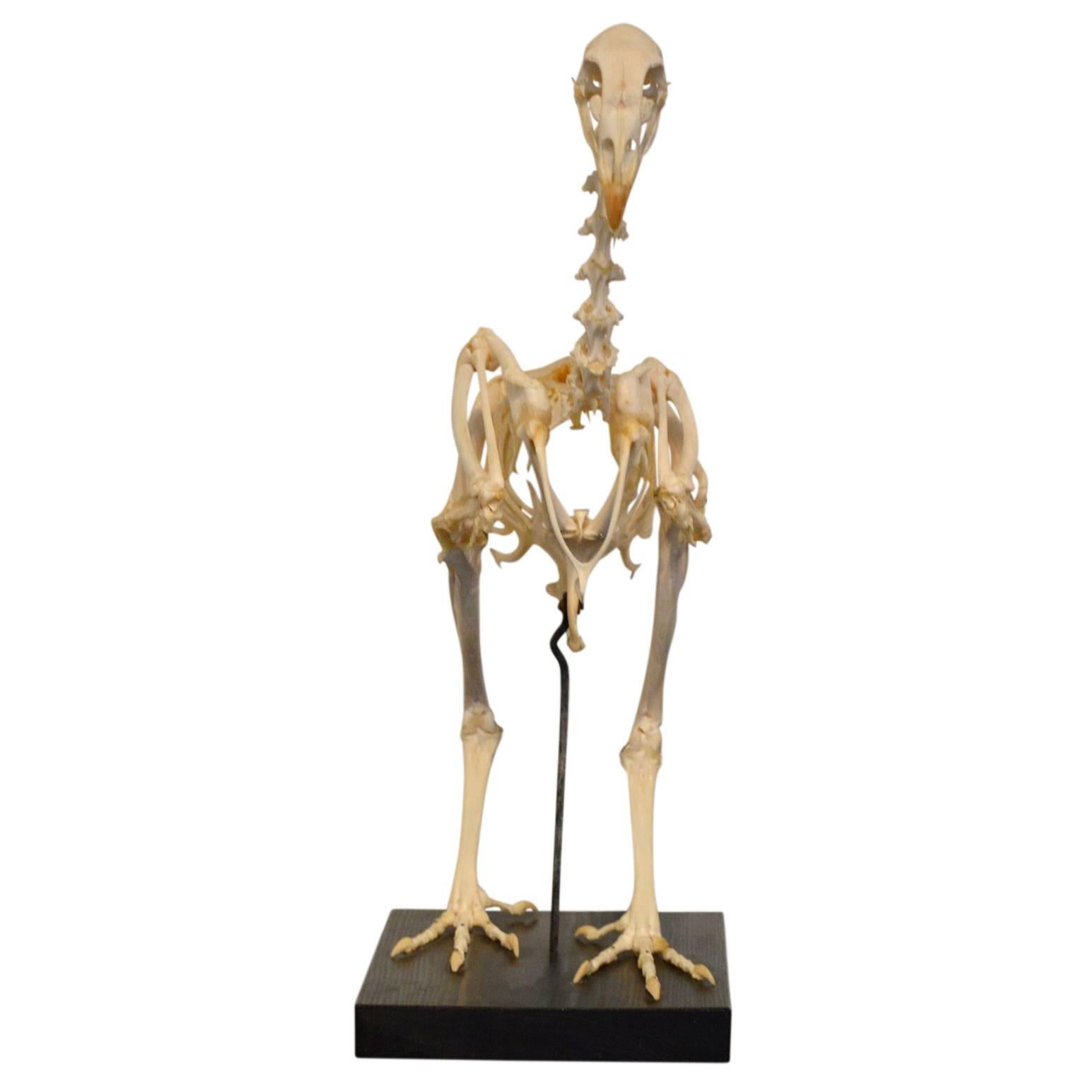 skeleton rooster