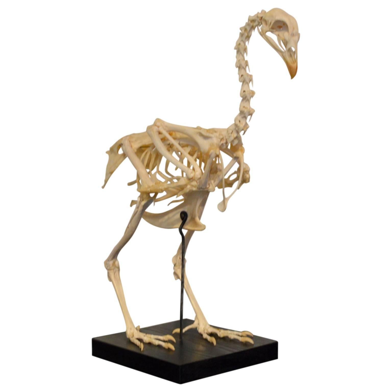 Early 20th Century Rooster Skeleton