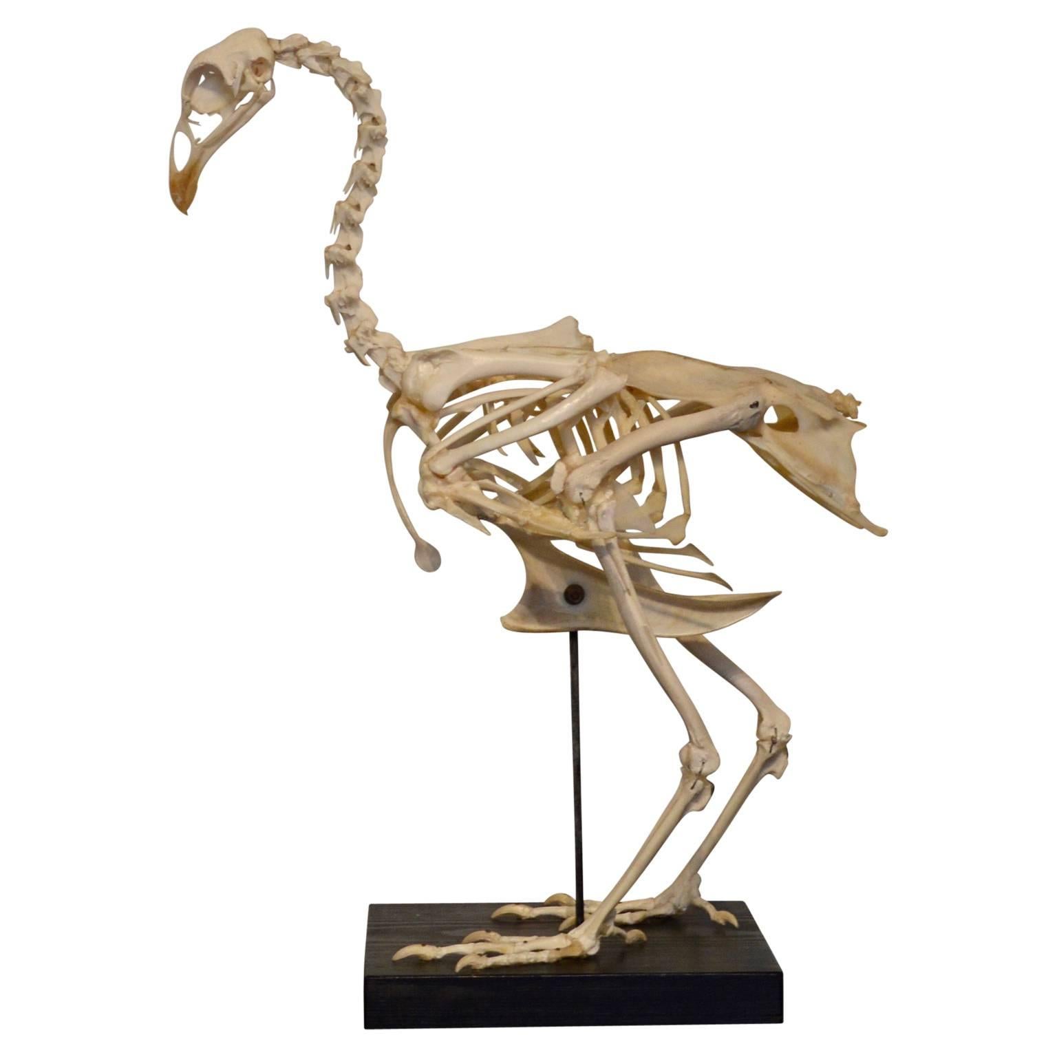 An anatomical rooster skeleton used for class. Mounted on a wooden plate.