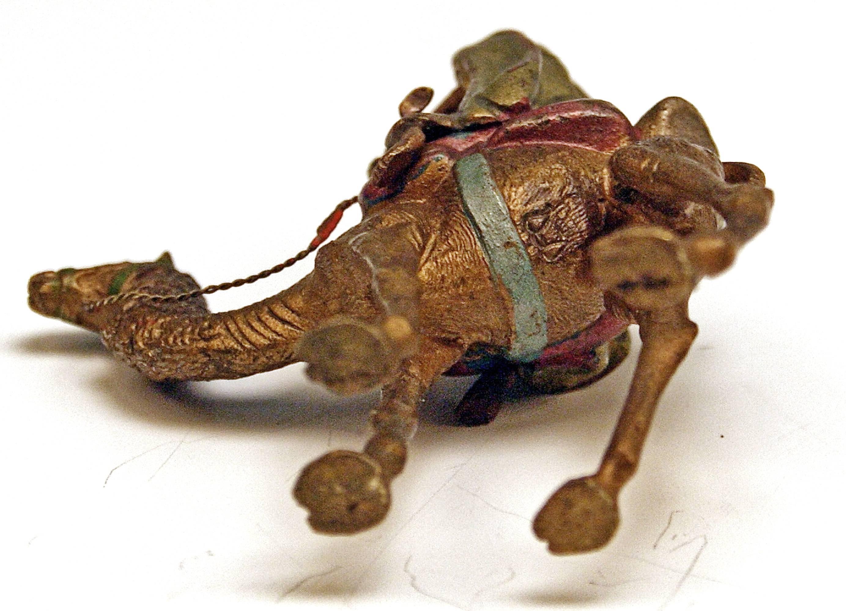 miniature camel