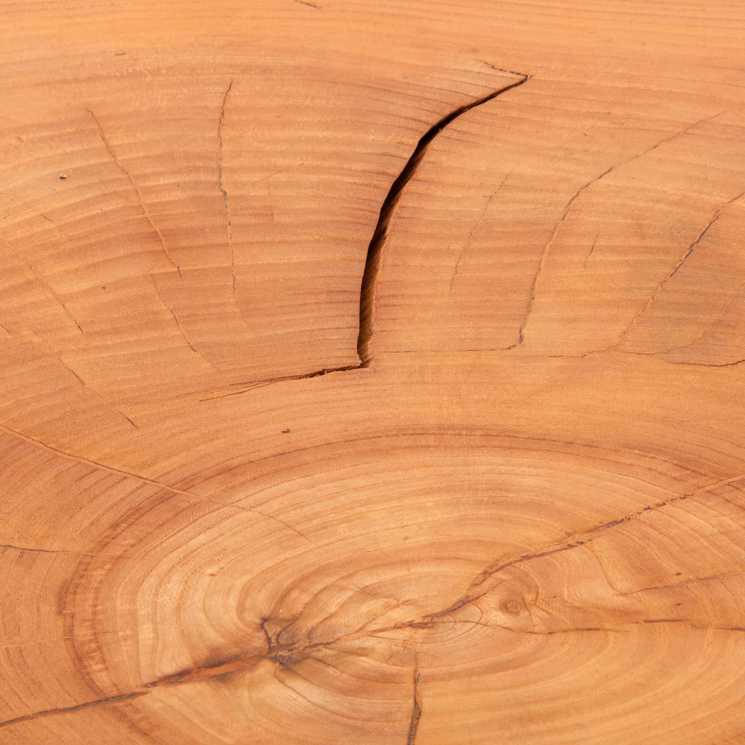 20th Century Impressive Maple Tree Trunk Coffee Table in the Style of George Nakashima, 1950s