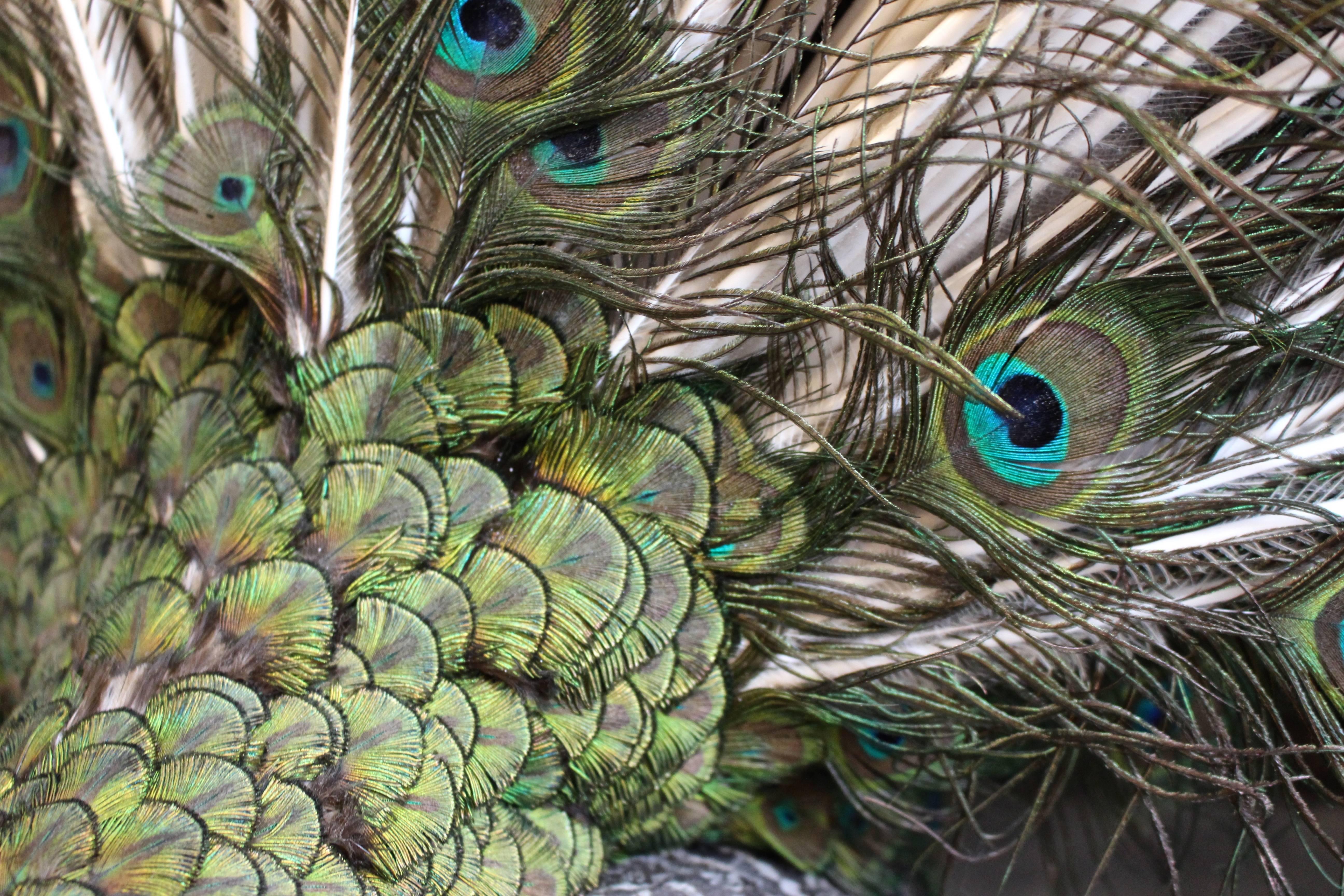 Striking example of 20th century taxidermy. This male Indian Blue Peacock, with fanned tail and bright plumage as you would expect. Standing on a textured rectangular metal base, with a sticker "Peter Farrington Collection."
    