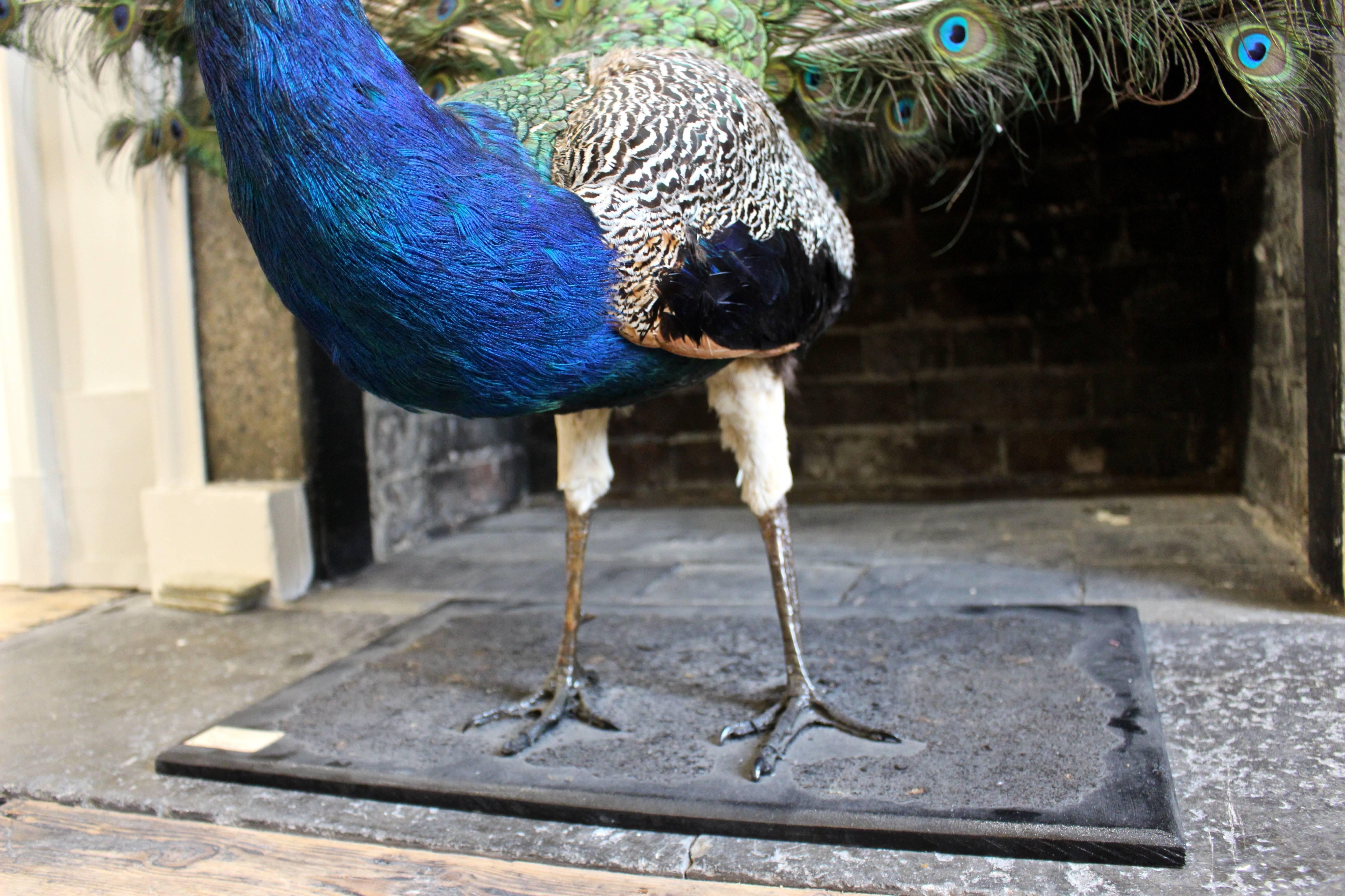Stuffed and Mounted Male Indian Blue Peacock, 20th Century 1