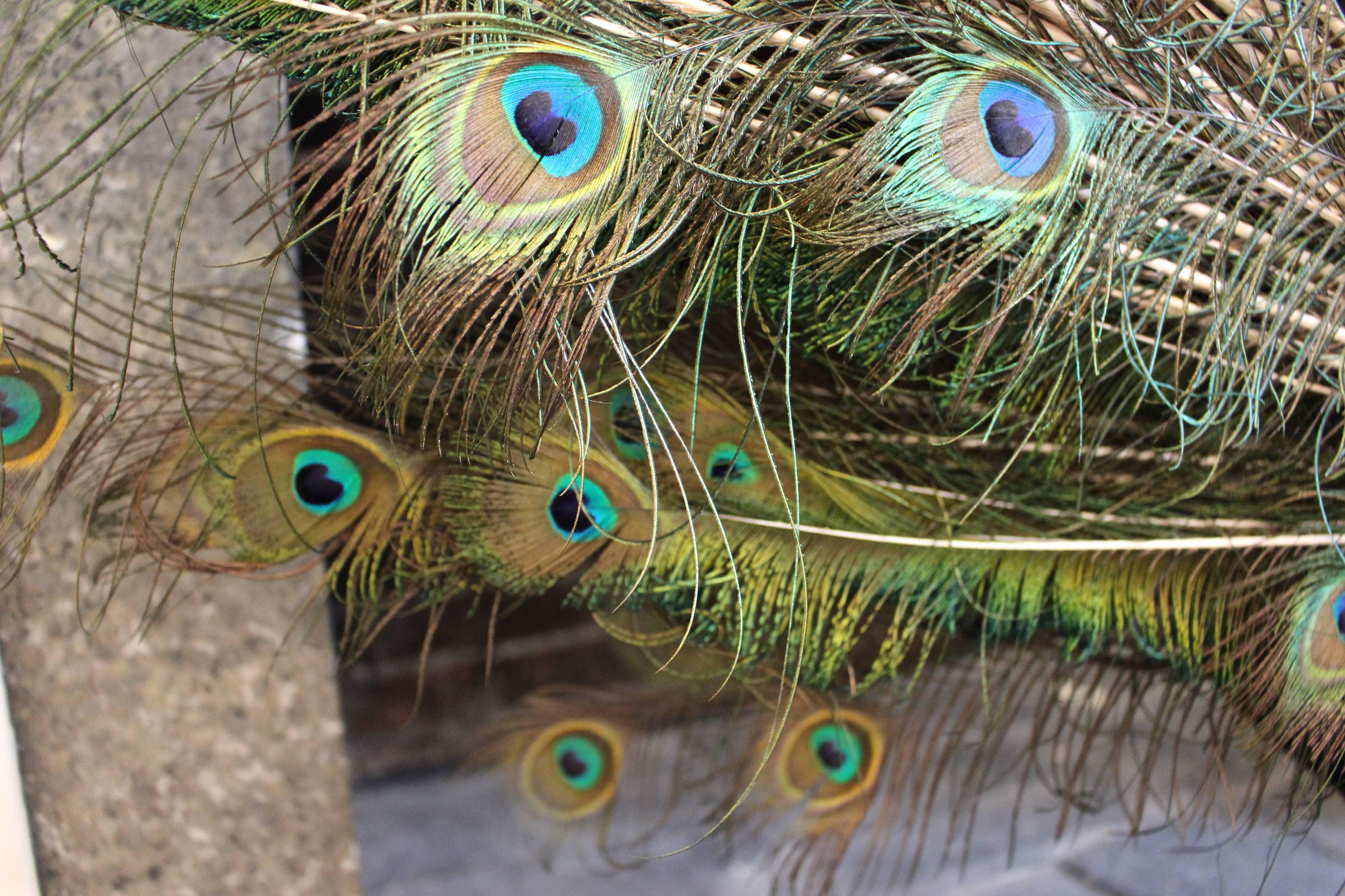 stuffed peacock