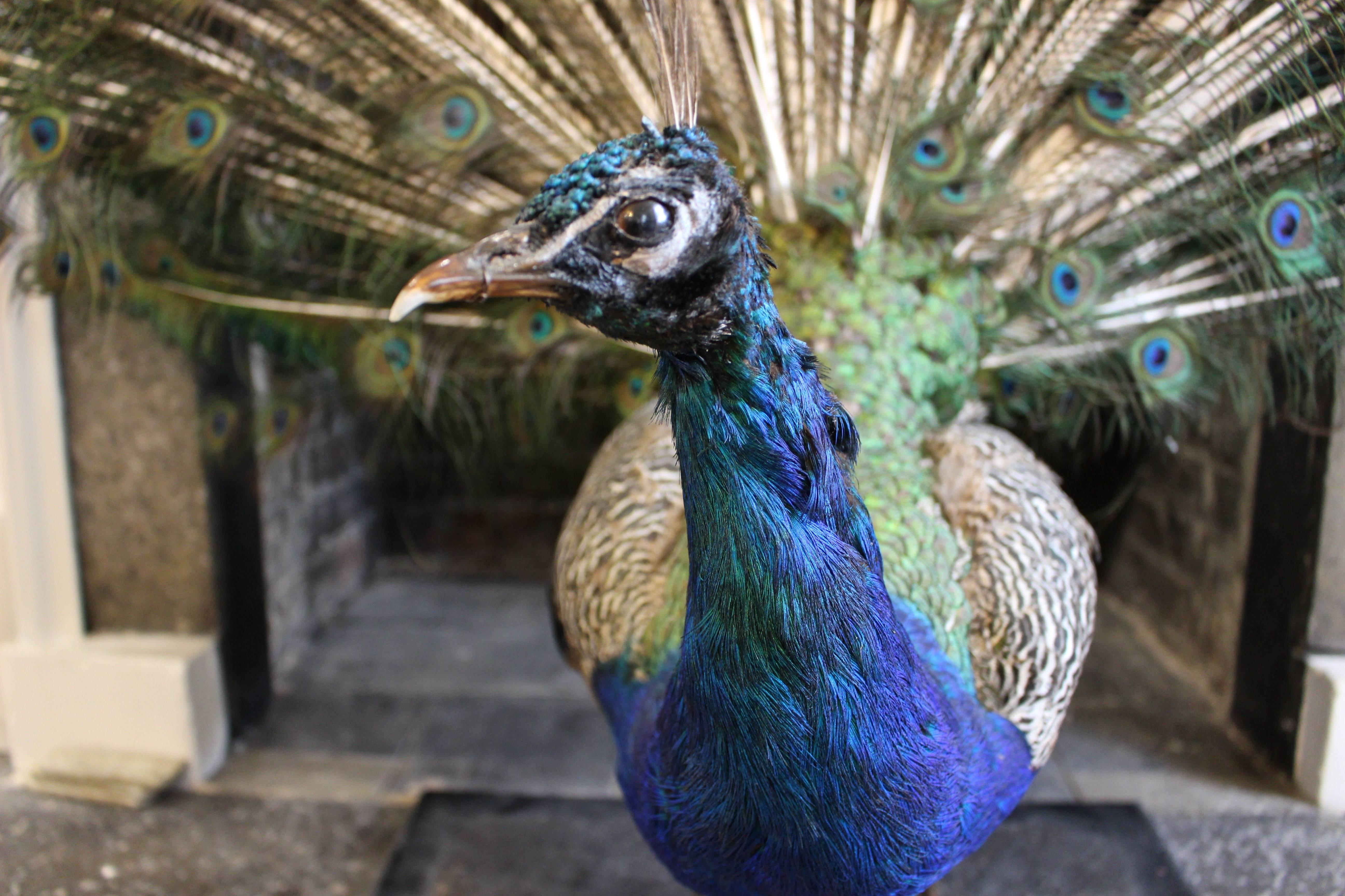 Stuffed and Mounted Male Indian Blue Peacock, 20th Century In Good Condition In Petworth, West Sussex