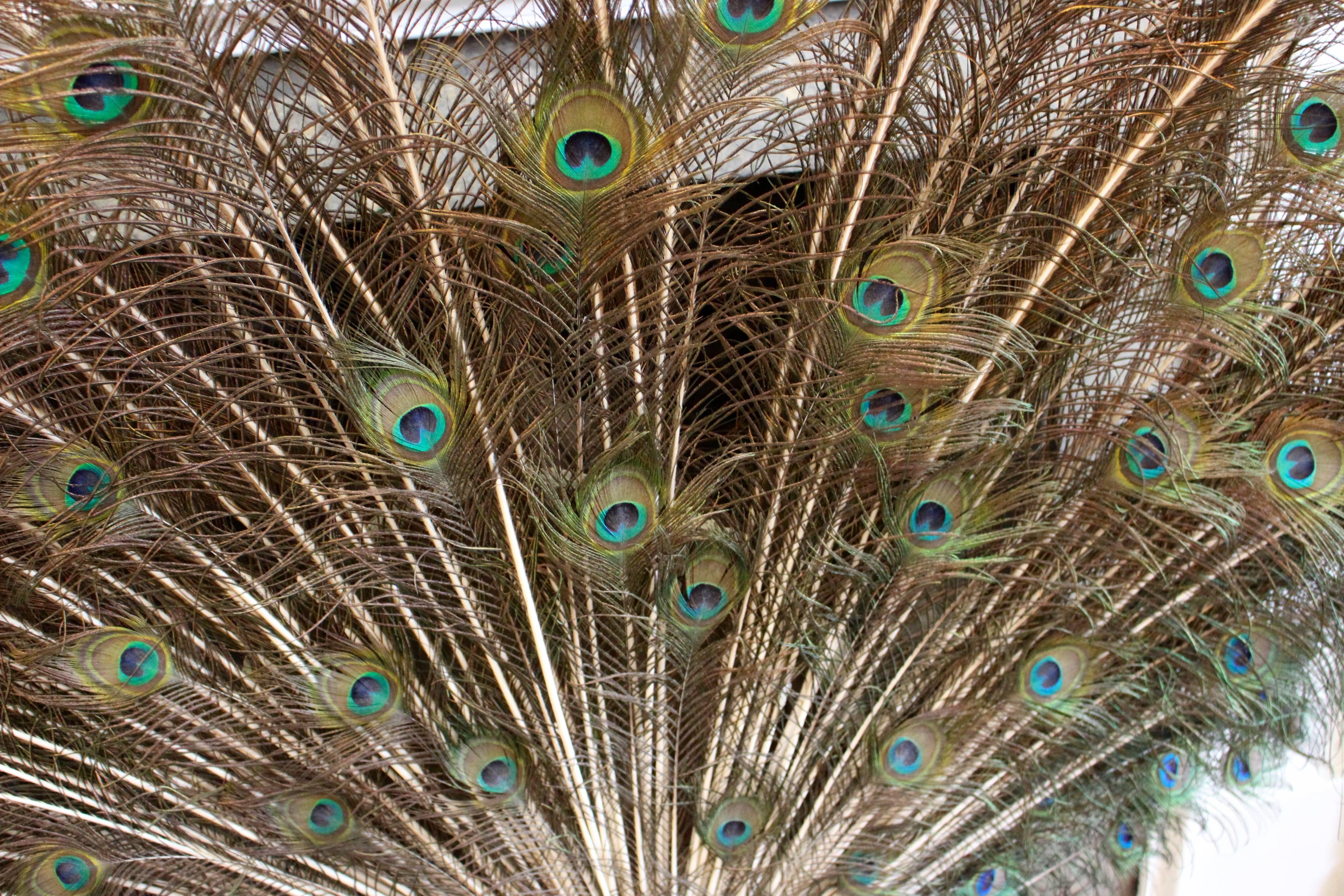 British Stuffed and Mounted Male Indian Blue Peacock, 20th Century