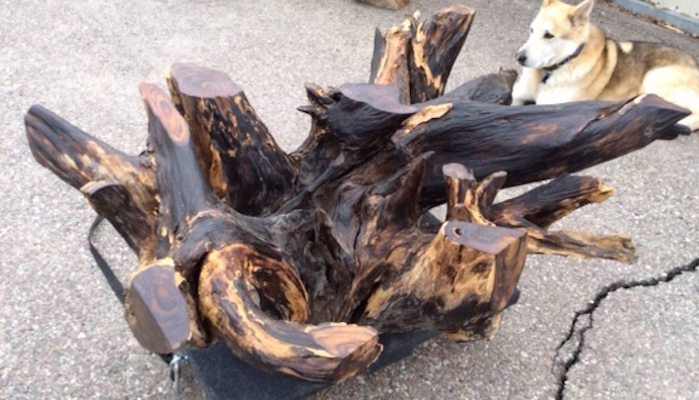 Rare black rosewood root coffee table base. Add any size and shape of glass to this.