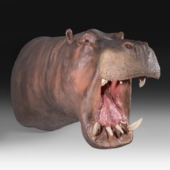 Un hipopótamo disecado (Hippopotamus)