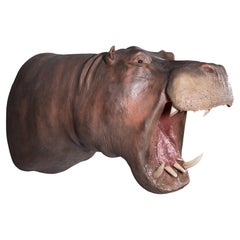 Un hipopótamo disecado (Hippopotamus)