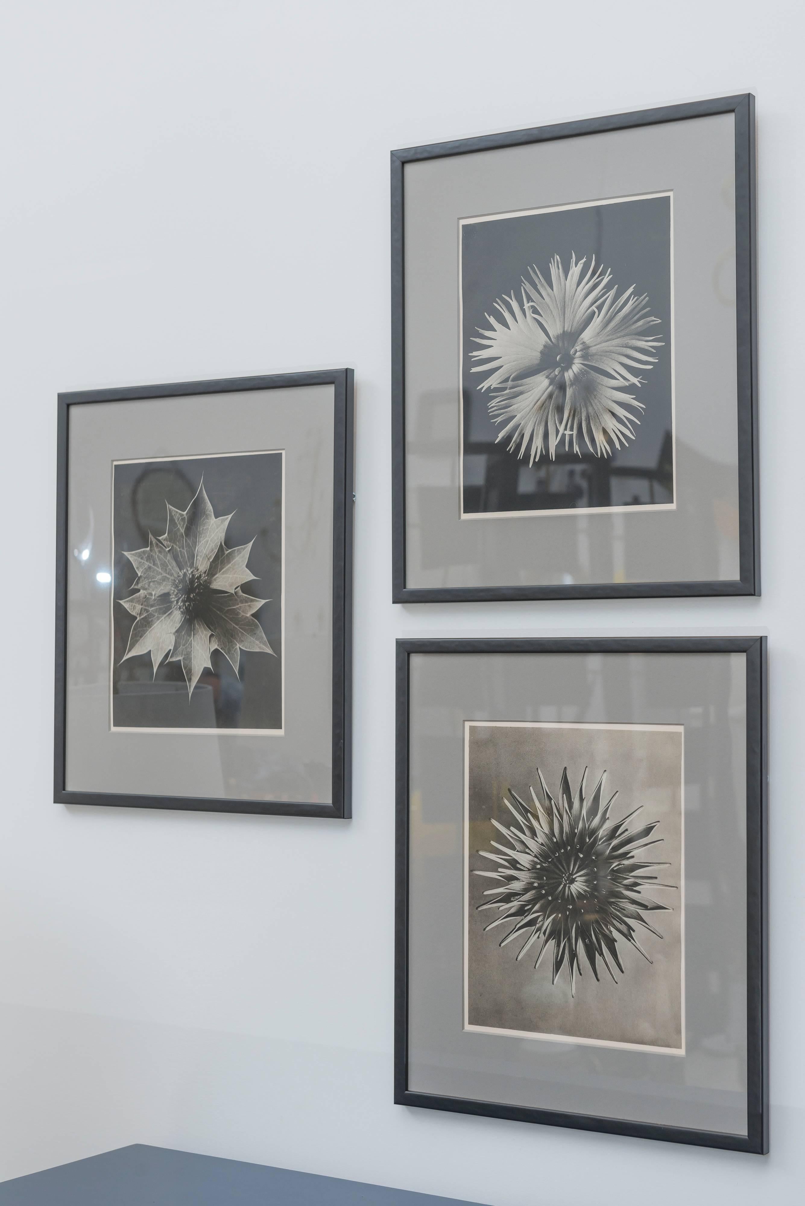 Group of four vintage framed Karl Blossfeldt prints from his book. He was a German photographer, sculptor, teacher, and artist who worked in Berlin, Germany. He is best known for his close-up photographs of plants and living things. He was inspired