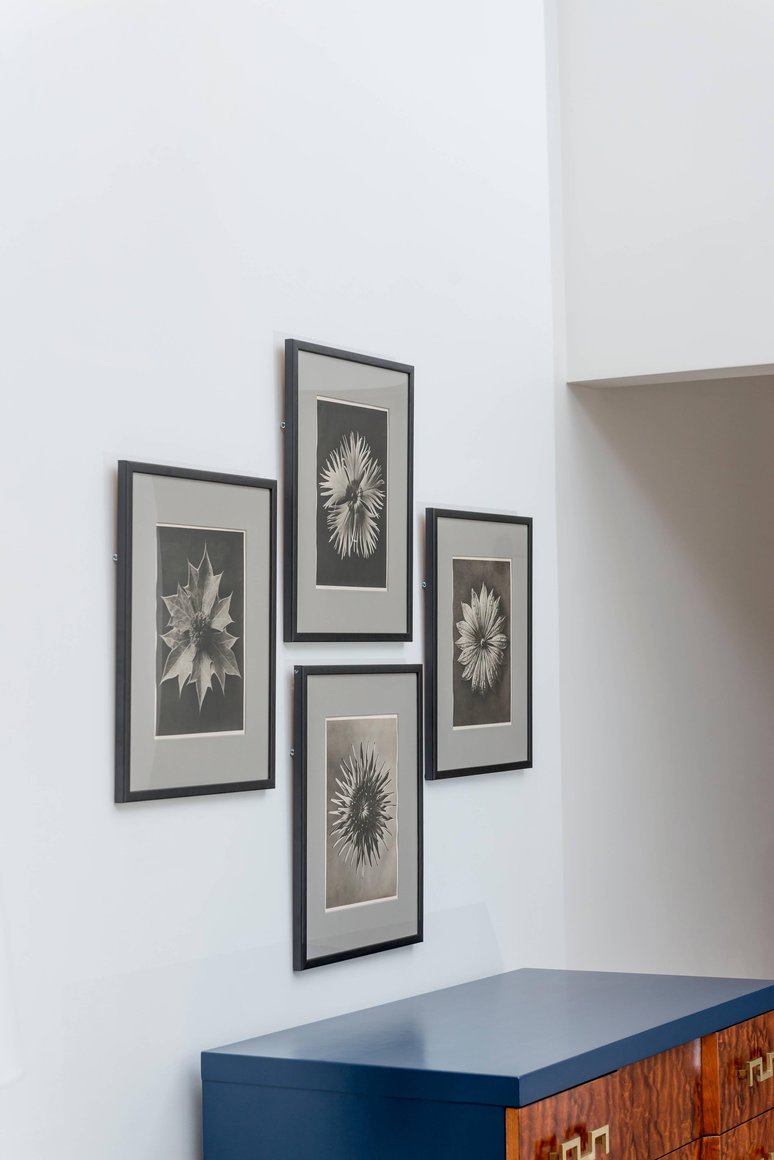Set of Four, Karl Blossfeldt Prints In Excellent Condition For Sale In San Francisco, CA