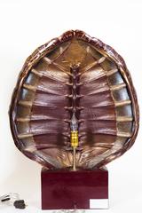 Faux Tortoise Shell Table Lamps