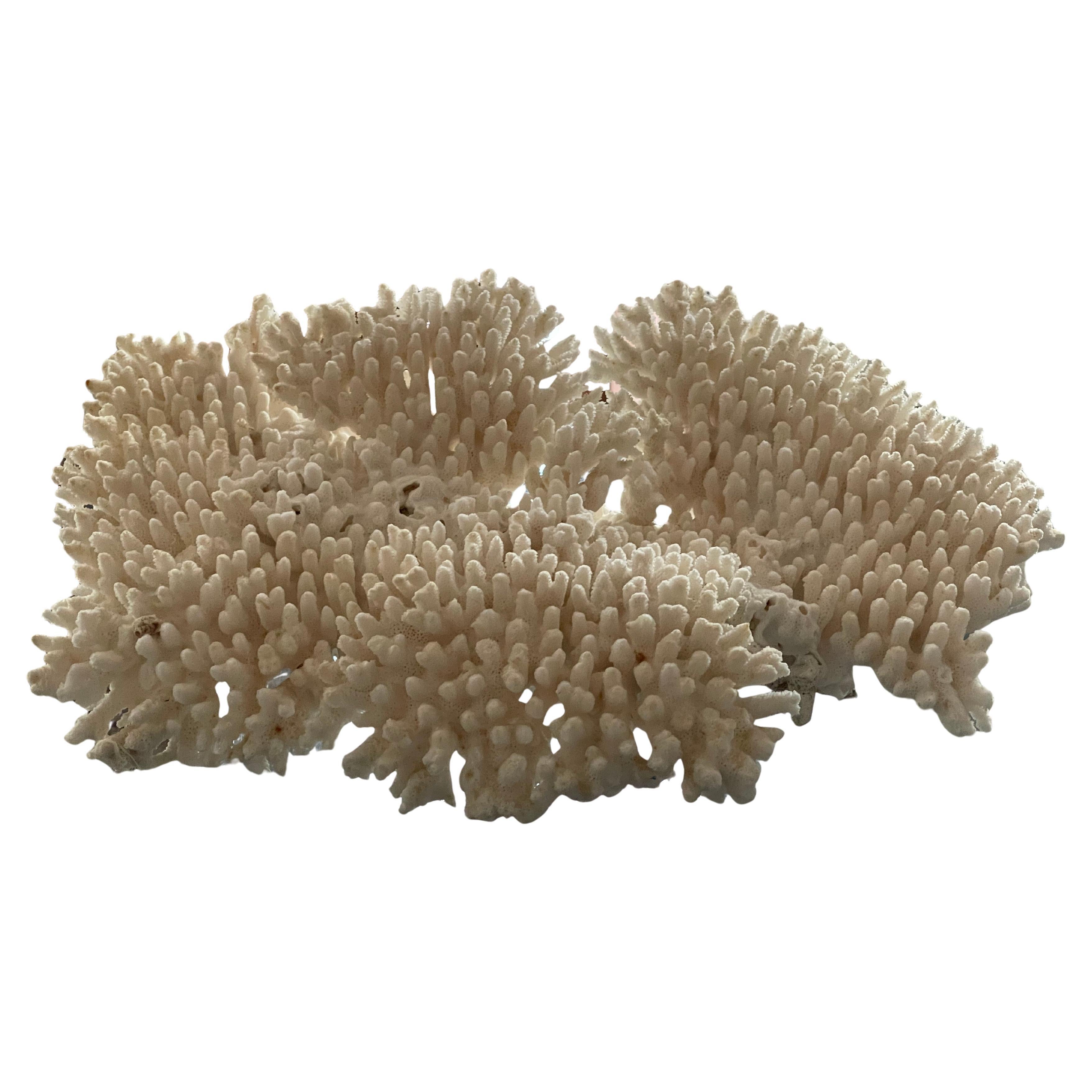 Organic modern large beautiful ocean coral on a custom made lucite stand. 18” wide by 10” high including stand