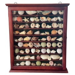 Natures Beauty Marine Specimens Muscheln Kollektion Vitrine