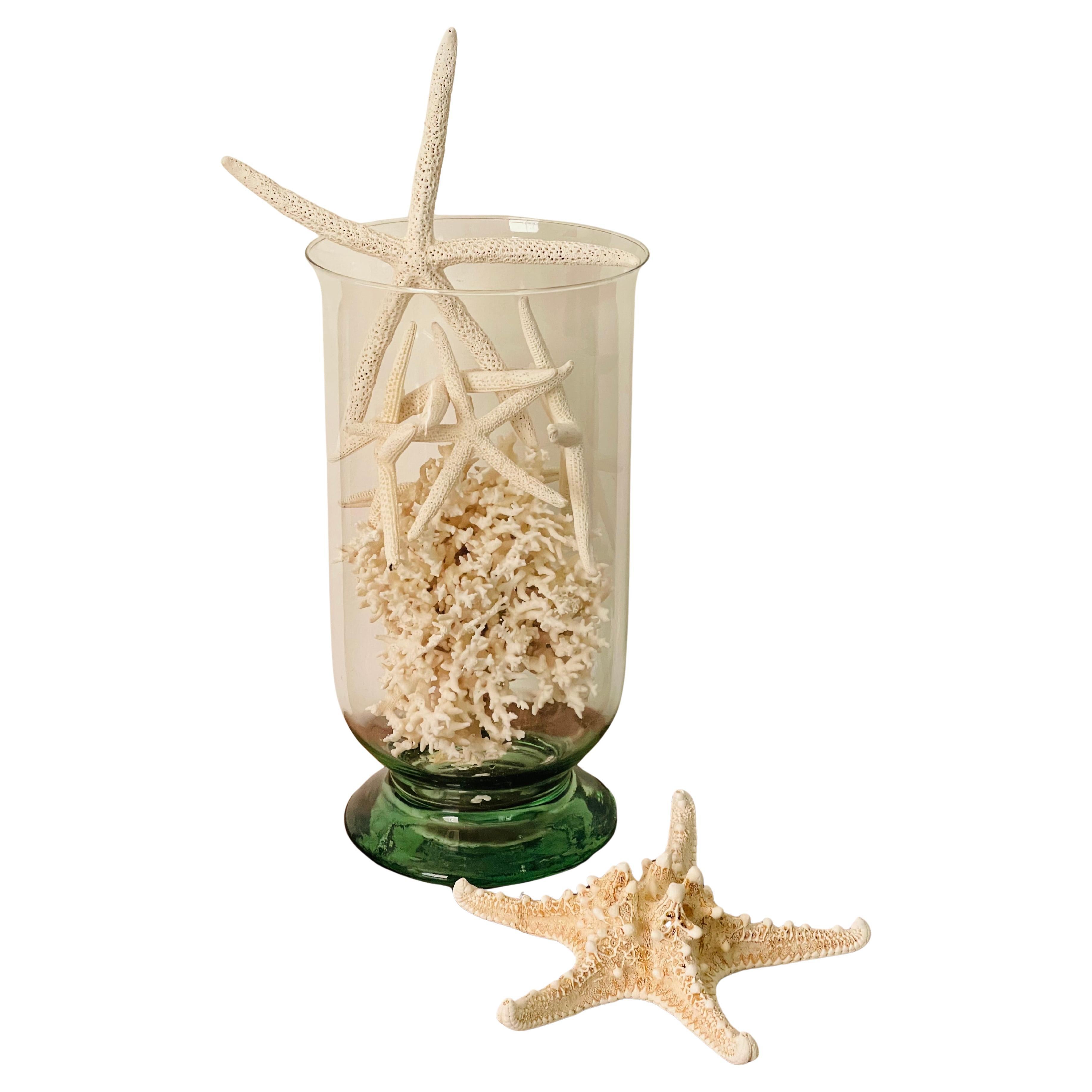 Taxidermia marina Estrellas de concha de coral en cuenco de vidrio soplado