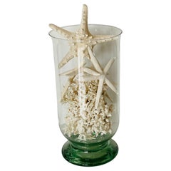 Natures Beauty-Marine Taxidermy Coral sea Shell Stars in Blown Glass Bowl