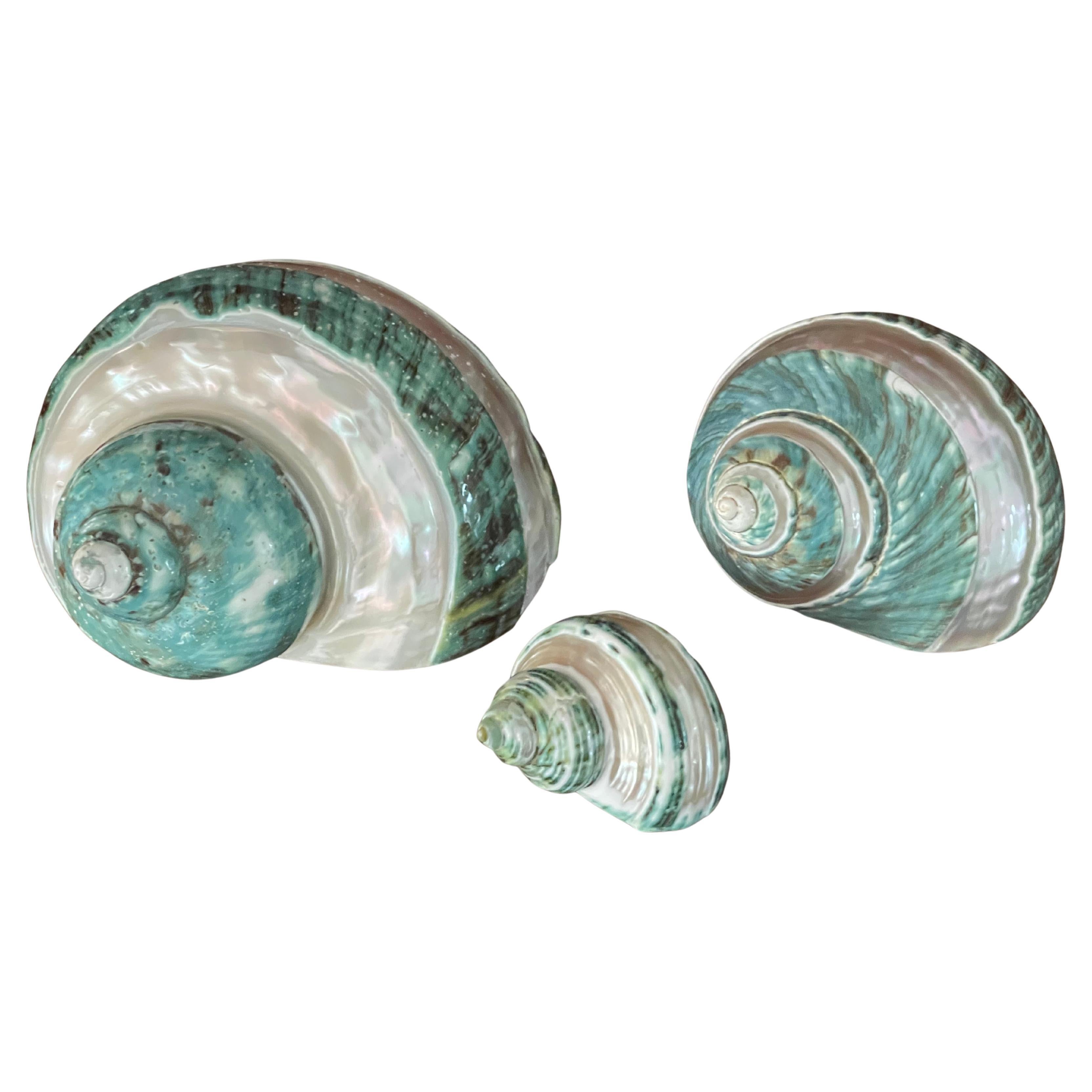 Set de 3 turbo coquillages nacre en vente