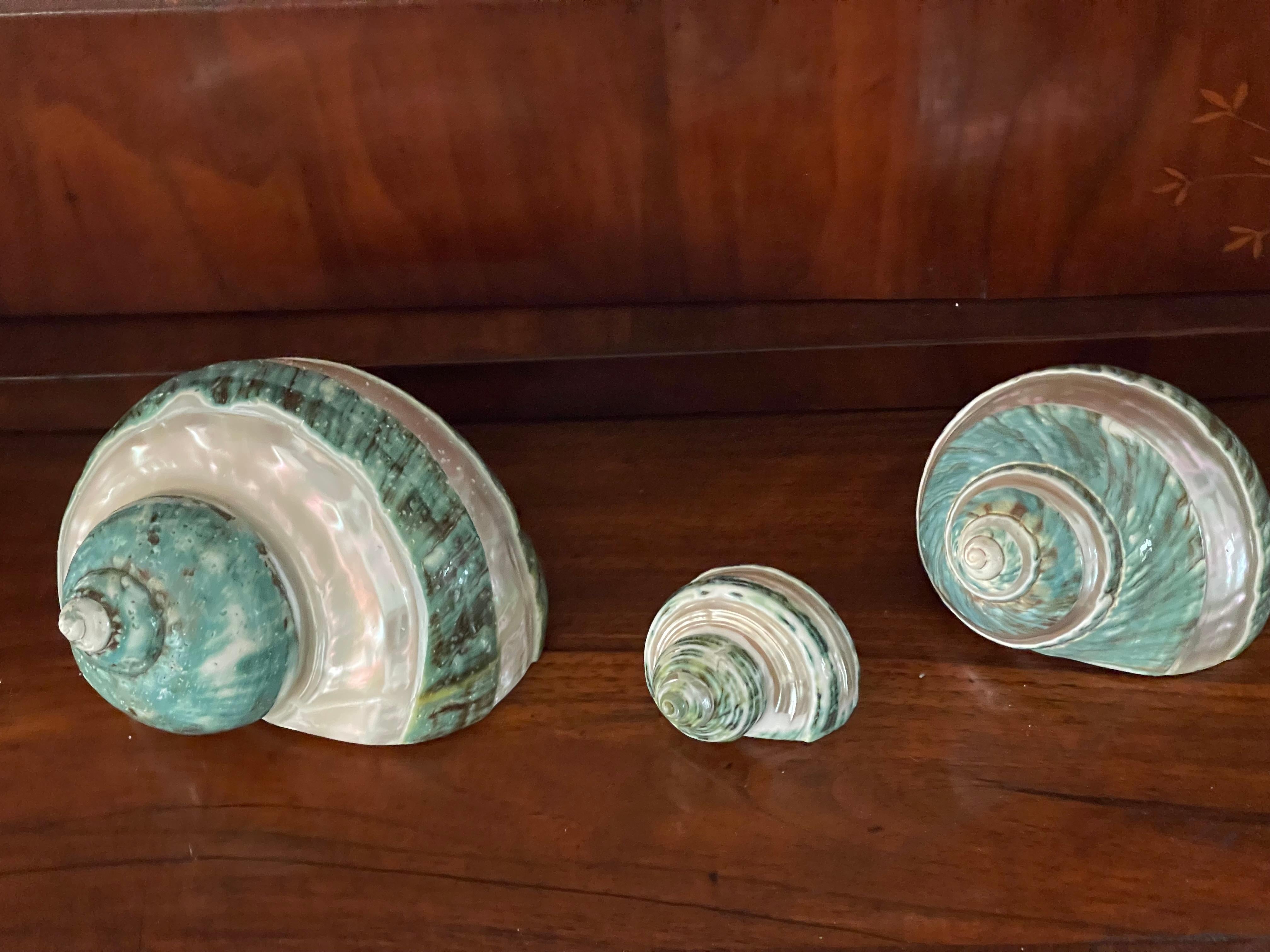 Fin du 20e siècle Set de 3 turbo coquillages nacre en vente