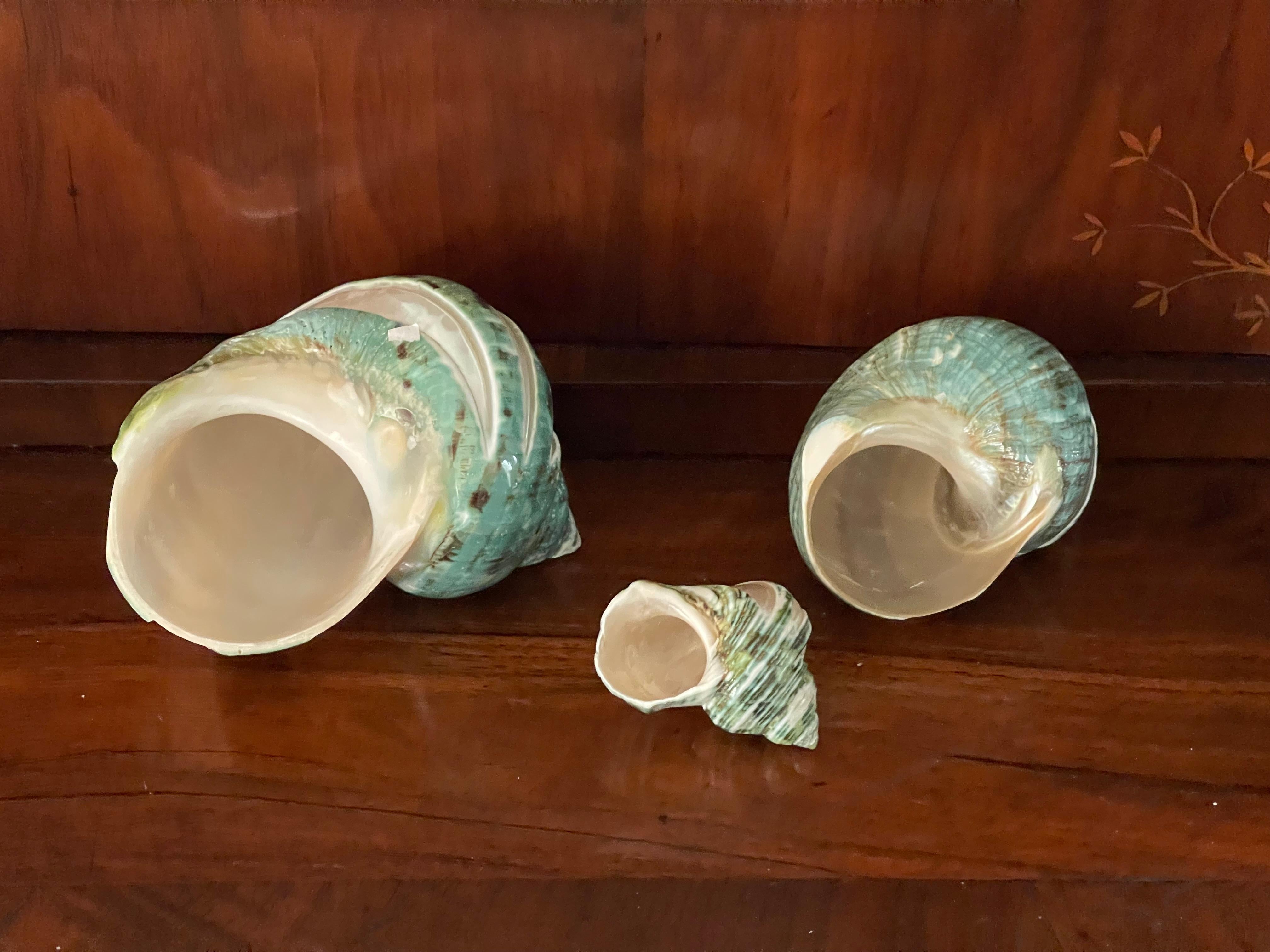 Américain Set de 3 turbo coquillages nacre en vente