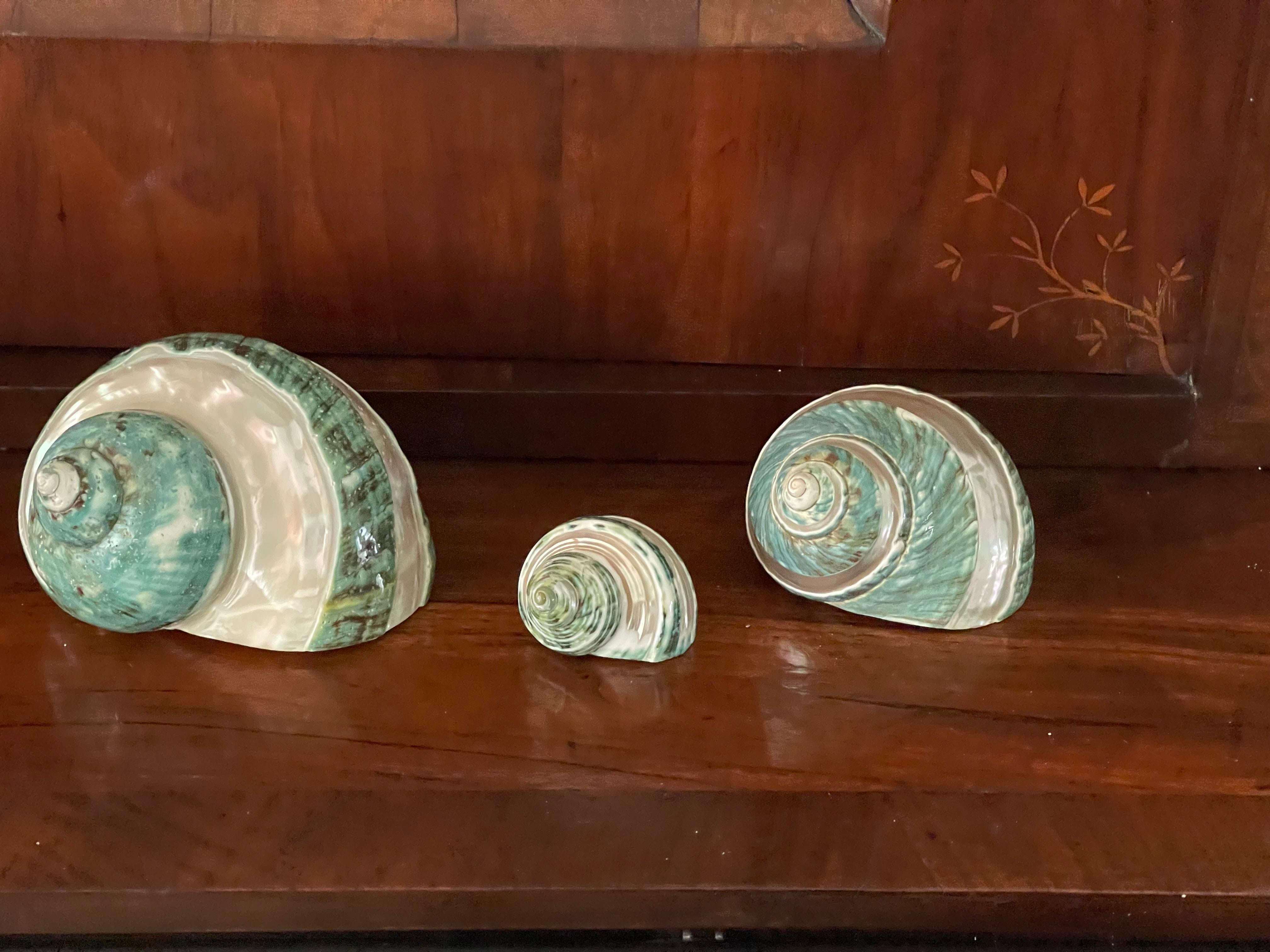 Set de 3 turbo coquillages nacre Bon état - En vente à Boca Raton, FL