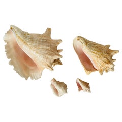Antique Sea Shells Natural History Specimens