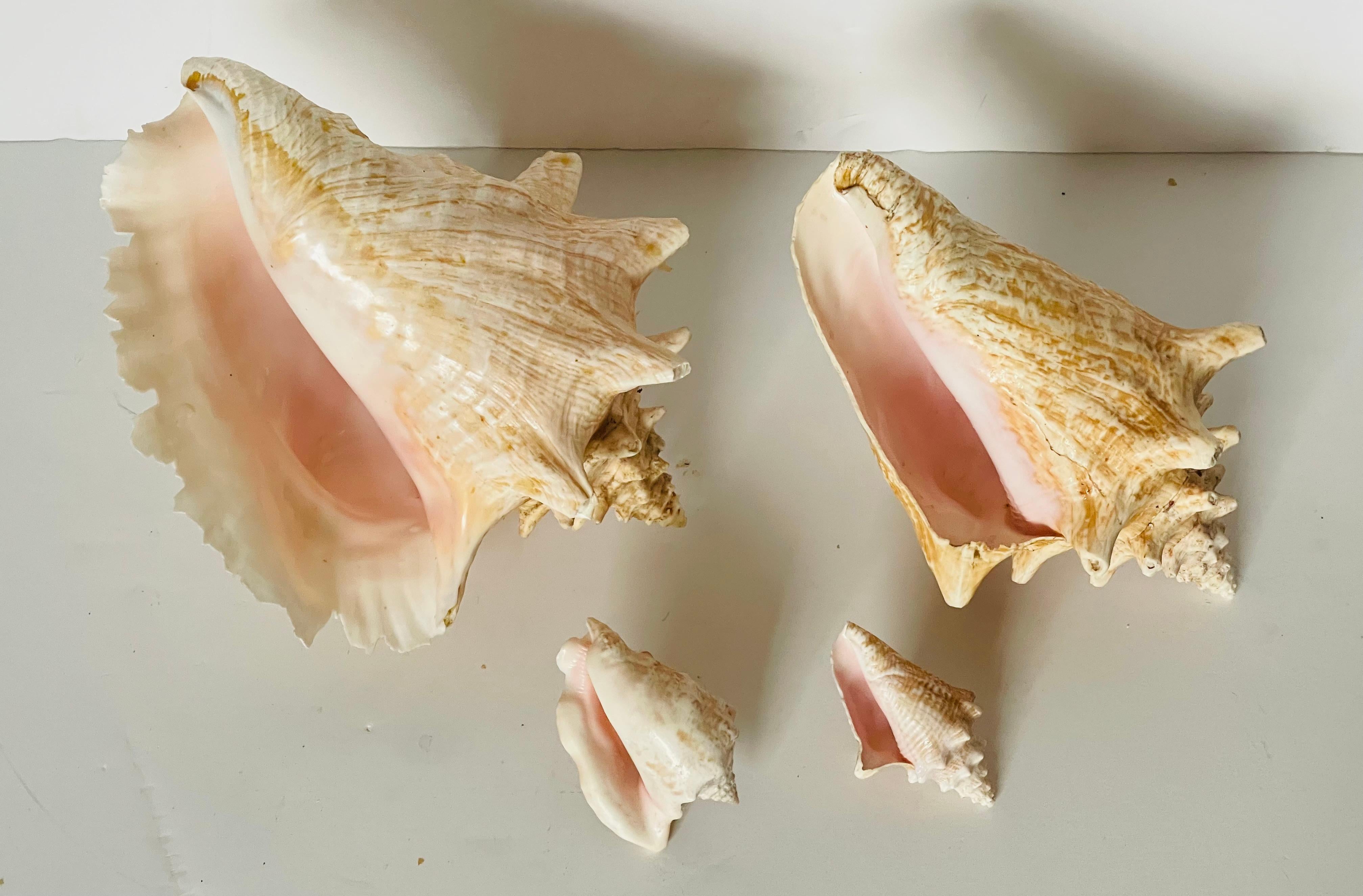 Antike Tapas Meeresmuschel Naturgeschichte Exemplare Sammlung. Der große mit schönem Naturrand.