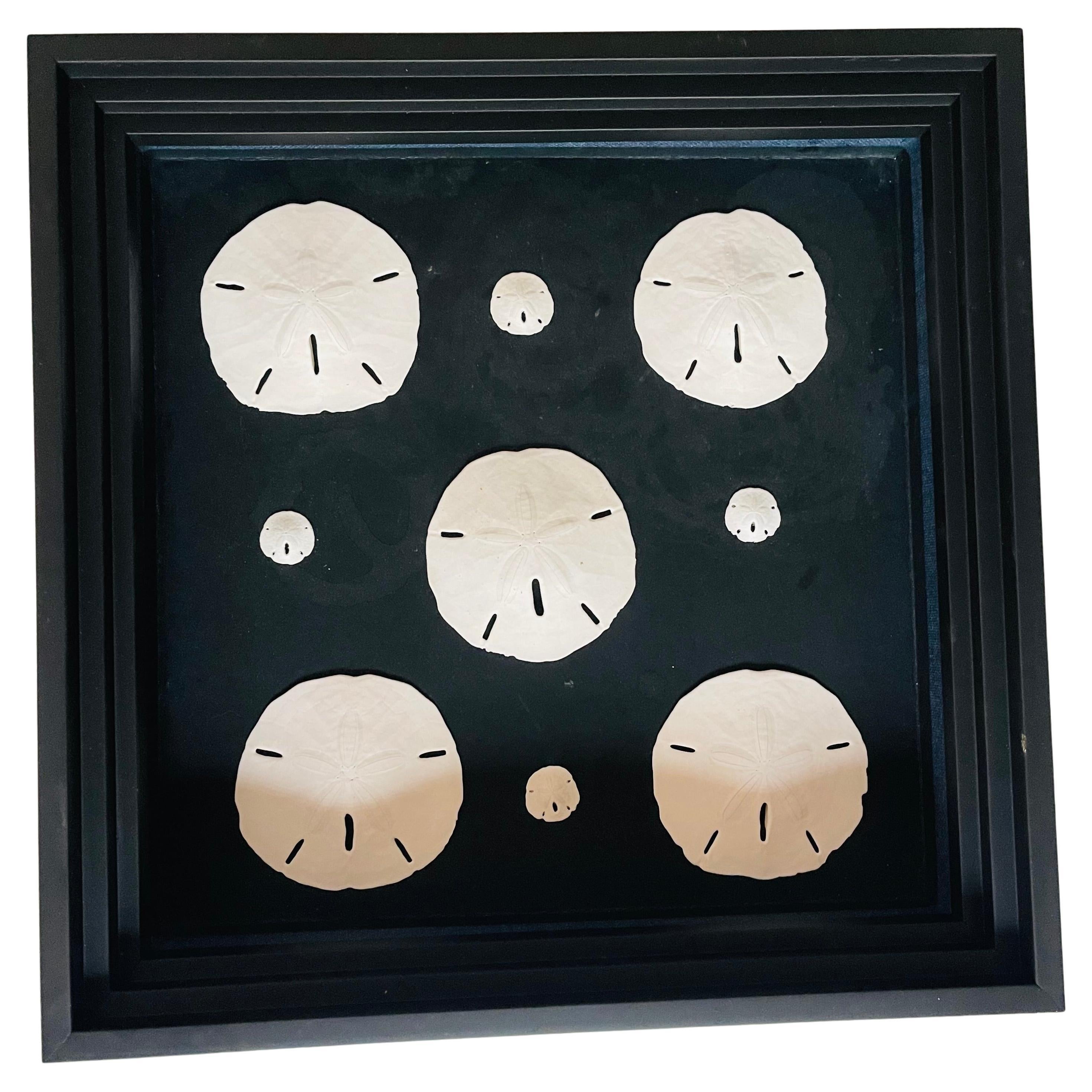 Le migliori conchiglie di mare Nathen Sand Dollari Tassidermia marina Campioni di storia naturale