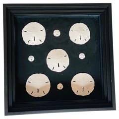 Vintage Best Nathen Sea Shells Sand  Dollars Marine Taxidermy Natural History Samples