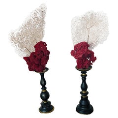 Spec Pair Red Pipe Coral Natural History Specimenwith Sea Fand on Stands