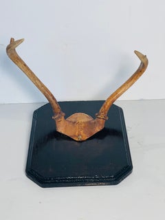 Vintage Roe Deer Trophy on Wood Boatd