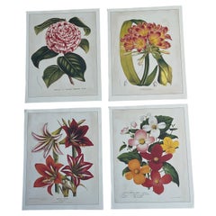 4er-Set Vintage-Botanikdrucke (Chromolithografien)
