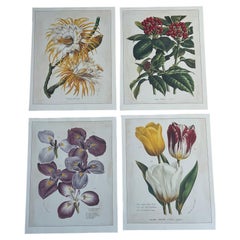 4er-Set botanischer Chromolithografien im Vintage-Stil