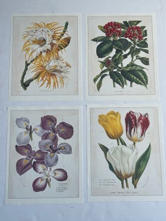 Set of 4 Botanical Vintage Chromolithographs
