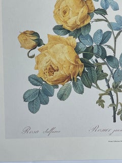 Set an f 4 Chromolithographs PF Tefoute Botanical Florals
