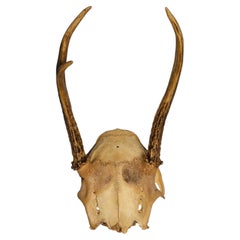 Antique Taxidermy Roe Deer Antlers with Scull